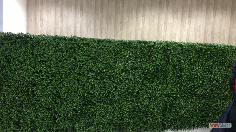 MODELLO BOXWOOD