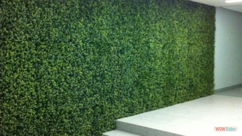 MODELLO BOXWOOD 